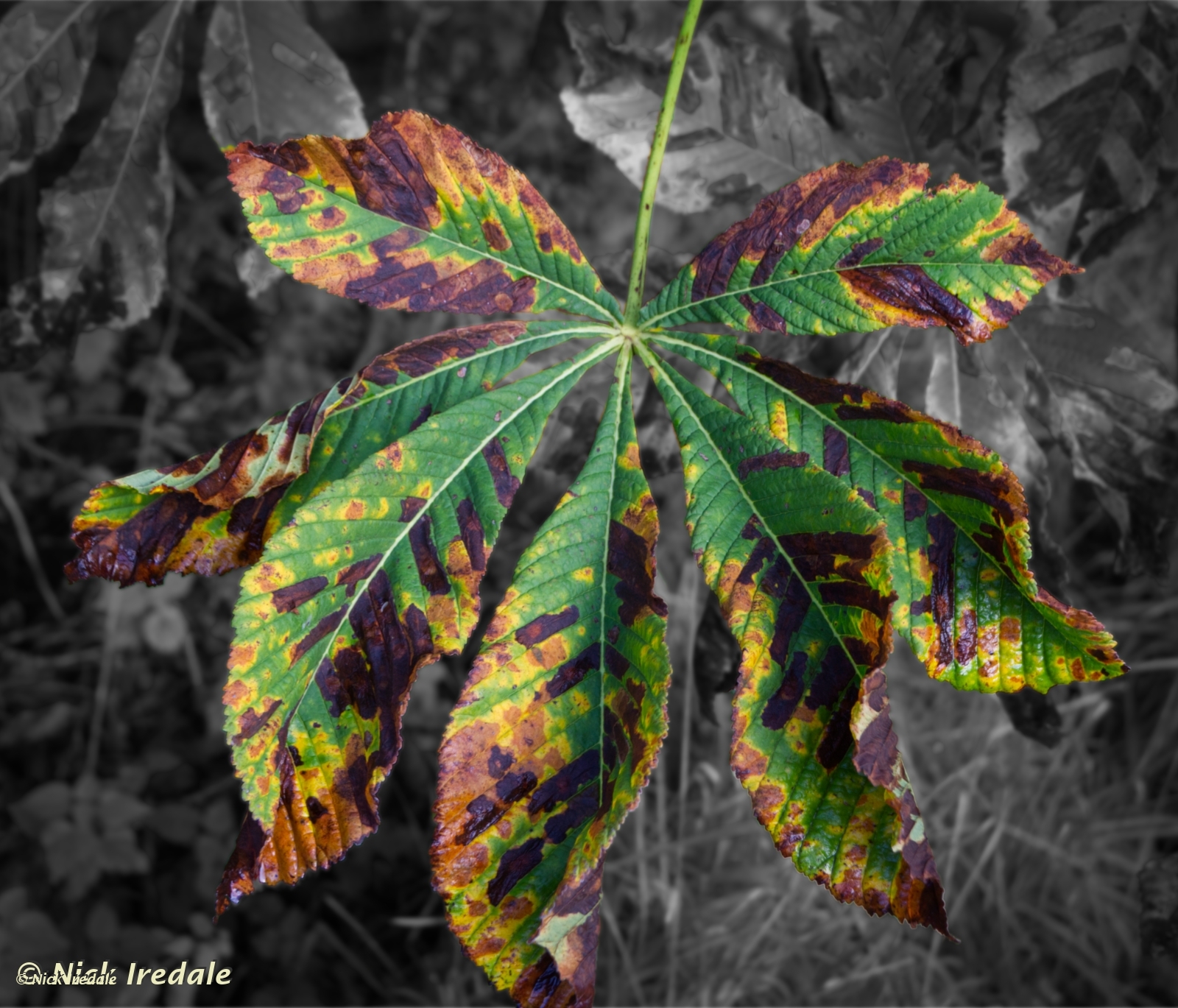 Horse Chestnut Leaf With Mosaic Virus