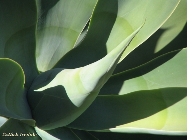 Foxtail Agave